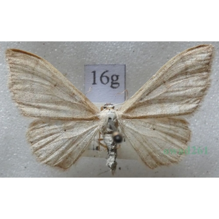 Idaea straminata (Borkhausen, 1794) Krocznik niezdobiak Czech16g